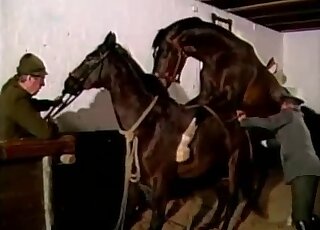 Two salacious ponies are going to fuck forever