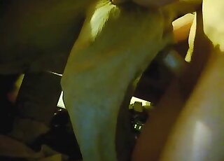 Cute dog screwed from behind by a male zoophile