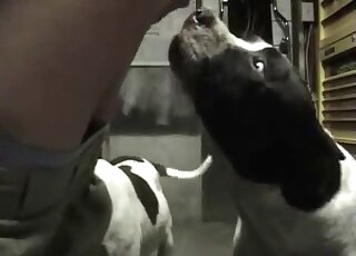 Incredible zoophile ass pleasured on camera here