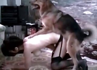 Shepherd getting freaky during hot intercourse - 일본 동물 포르노 